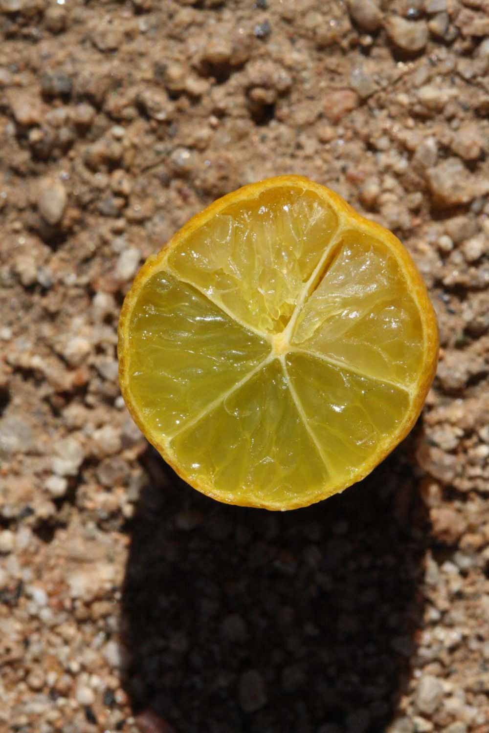              Fruit cross-section (Riverside, CA)       